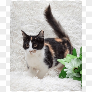Ak3186 - Crackle - Domestic Short-haired Cat Clipart