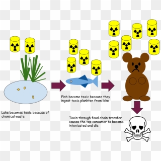 Bio-magnification In A Pond Ecosystem - Cartoon Clipart