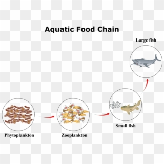The Main Concept Of Where The Wild Things Were Focused - Aquatic Food Chain Clipart