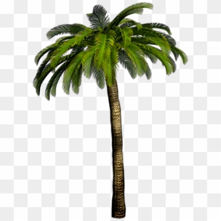 #palmtree #palmeira #planta #arvore #tree #coqueiro - Palmera Png Clipart