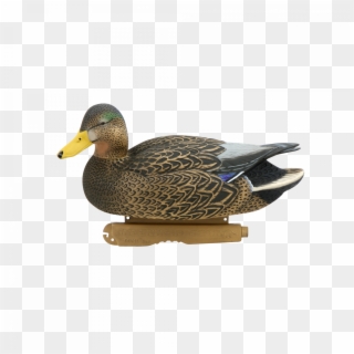 Download Mallard Png Image For Designing Projects - Mallard Clipart