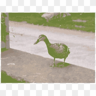 Duck Goose Mallard Cygnini Water Bird - Duck Clipart