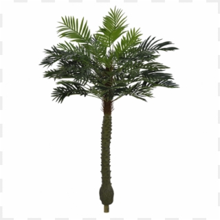 Árvore Artificial Palmeira Phoenix Verde Em 2 Tons - Borassus Flabellifer Clipart