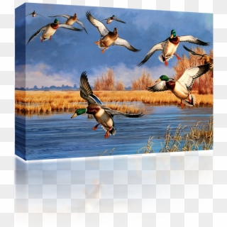 Mallard Clipart