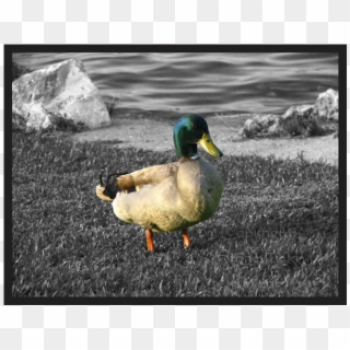 Mallard Clipart