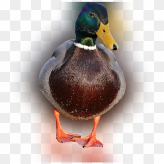 Color Palette Ideas From Duck Bird Mallard Image - Imagenes Png De Patos Clipart