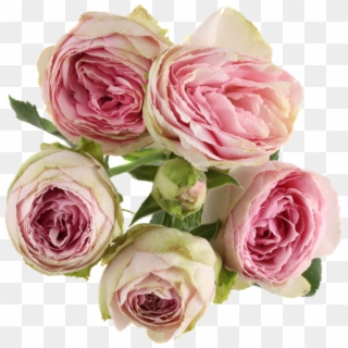 Rosa × Centifolia , Png Download - Rosa × Centifolia Clipart