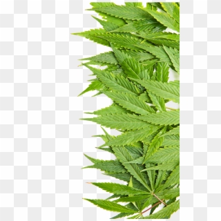 Leaves - Cannabis Clipart