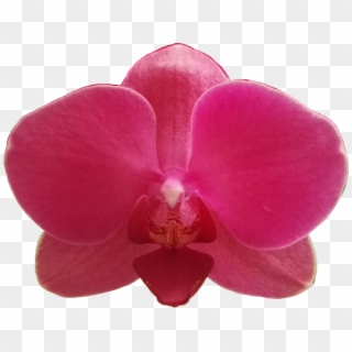 Orchidee Flower Bl - Moth Orchid Clipart