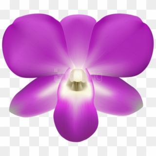 Free Png Orchid Decorative Png Images Transparent - Moth Orchid Clipart