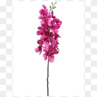 5" Vanda Orchid Spray Orchid - Moth Orchid Clipart