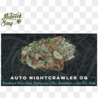 Top Shelf Elite Auto Nightcrawler Og Marijuana Seeds - Autoflowering Cannabis Clipart