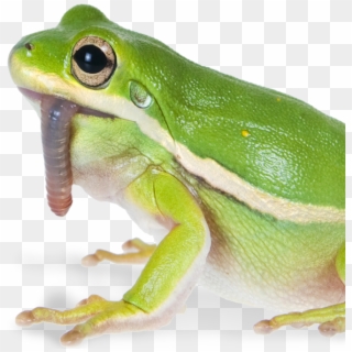 Nightcrawler Quantities - True Frog Clipart