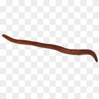 Earthworm Png Image With - Earthworm Clipart