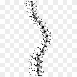 Png Freeuse At Getdrawings Com Free For Personal Use - Scoliosis Spine Png Clipart
