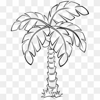 Sabal Palm Palm Trees Flowering Plant Drawing - Palm Tree Clipart Outline - Png Download