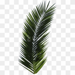 Free Png Download Palm Tree Clipart Png Photo Png Images - Real Palm Leaf Png Transparent Png