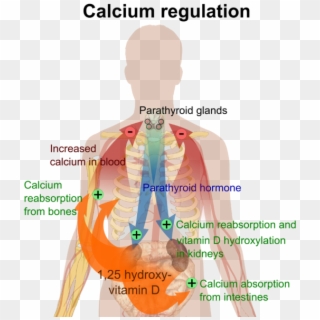 Calcium Regulation - Bone Calcium Homeostasis Clipart