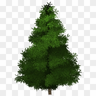 Spruce Tree Painted Tree Green Nature Plant - ต้นไม้ วาด Png Clipart
