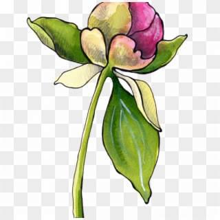 Peony Bud - Evergreen Rose Clipart