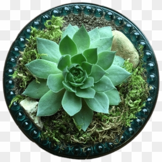 Nature - Succulent Plant Clipart