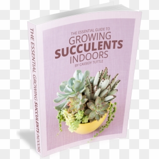 The Essential Guide To Growing Succulents Indoors - Succulent Plant Clipart