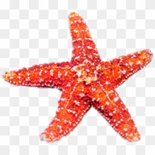 Banner Royalty Free Download Beach Transparent Starfish - Echinoderm Png Clipart
