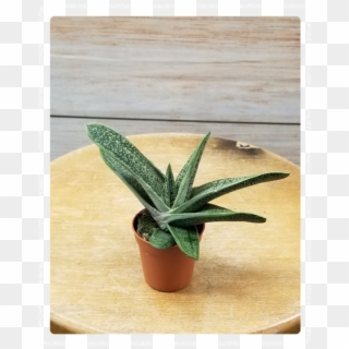 Mini Succulent 3" Potted Plant Variety - Flowerpot Clipart