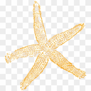Best Free Images Clipart Starfish - Fish Clip Art - Png Download