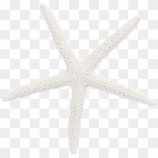 1024 X 998 7 - Starfish Clipart