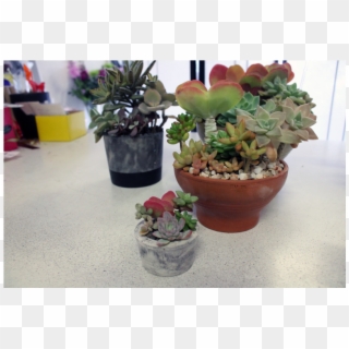 Succulent Pots - Flowerpot Clipart