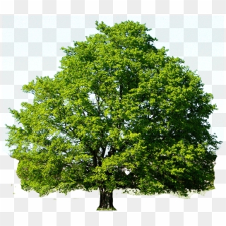 Oak Tree Png Photo - Red Maple Tree Green Clipart
