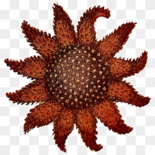 Starfish Png 18, Buy Clip Art - Sunflower Sea Star Transparent Png