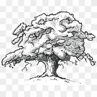 Oak Tree B&w - Oak Tree Drawing Png Clipart
