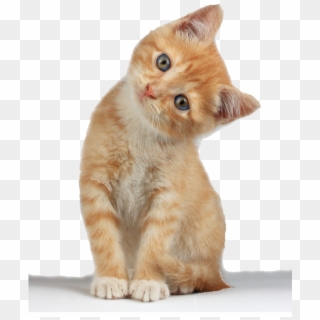 Kitten Free Png Image - Kitten Png Clipart