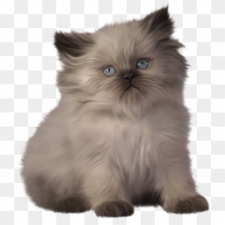 Kitten Png Clipart - Ragdoll And Bengal Kittens Transparent Png