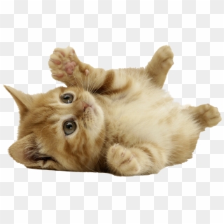 Cat Png - Cute Cat Png Clipart