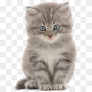 Cute Kitten Png - Female Cat Names Clipart