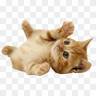 Com Kitten Playing Transparent Background - Kitten With Transparent Background Clipart