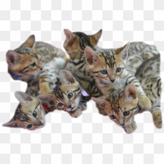Bengal Kitten Png Clipart