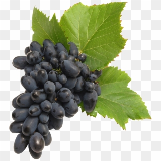 Grape Png Image Download, Free Picture - Black Grapes Clipart