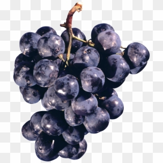 Grape Png Image - Concord Grapes Png Clipart