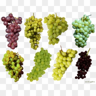 Free Png Grapes Png Images Transparent - Green And Purple Grapes Clipart