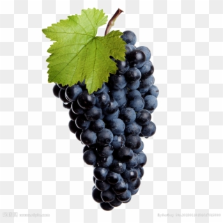 Black Grapes Transparent Image - Виноград Лоза Clipart