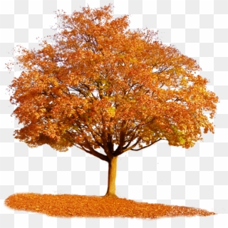 879 X 908 11 - Autumn Tree Transparent Background Clipart