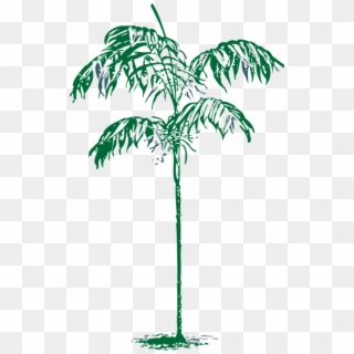 Palm Tree Ornamental - Attalea Speciosa Clipart
