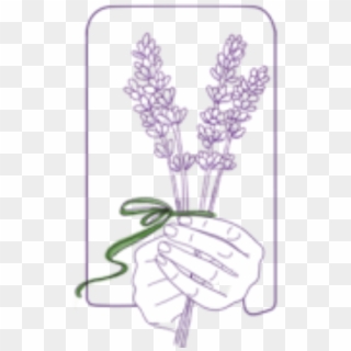 Lavender Sprigs - Illustration Clipart