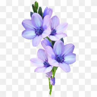Mauve, Flower, Bulb, Pastel - Fleur Mauve Png Clipart
