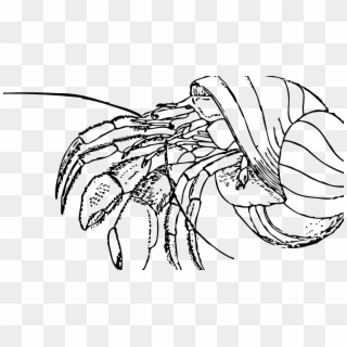 Hermit Crab - Line Art Clipart