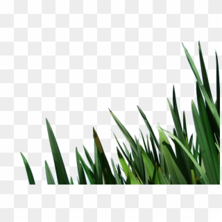 Free Clip Art Blades Of Grass Image Information - Grass - Png Download